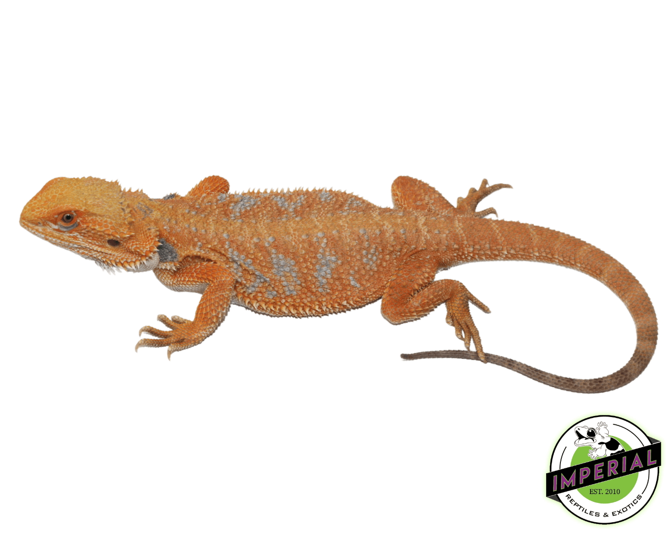 Blue Bar Sunrise Bearded Dragon Young Adult Female