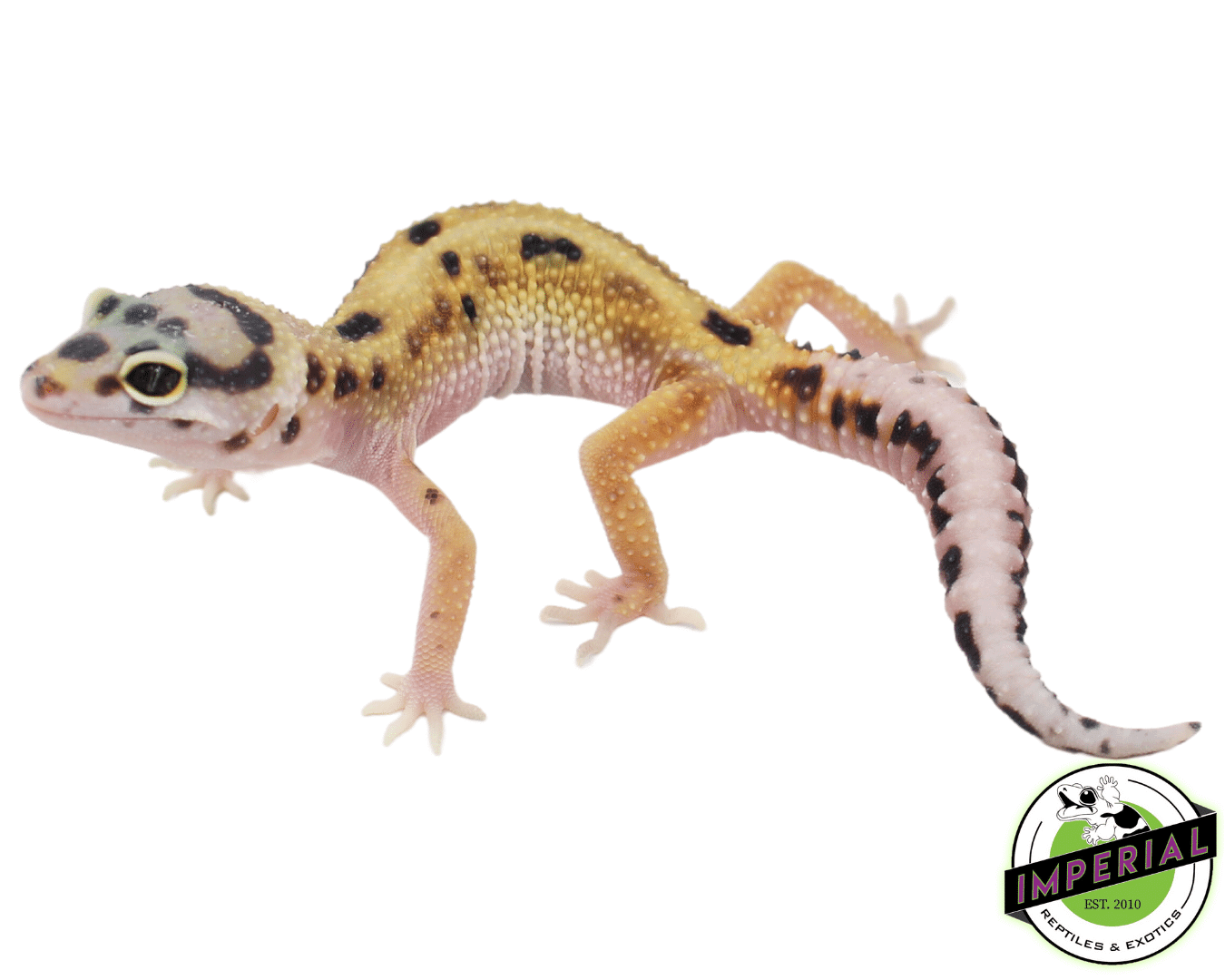 Bold Eclipse Leopard Gecko Baby