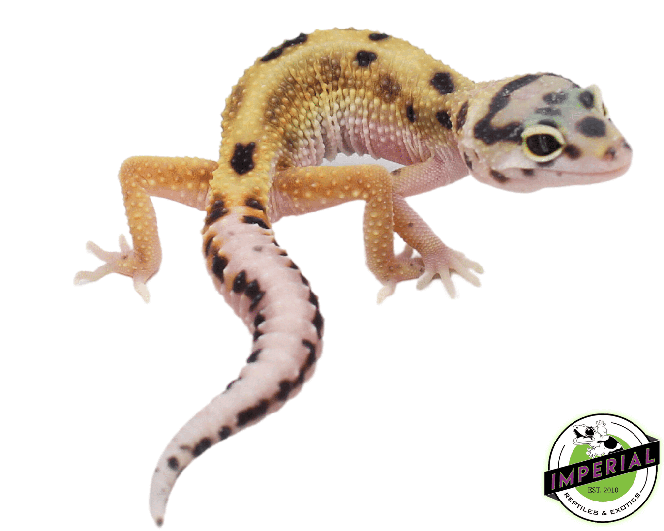 Bold Eclipse Leopard Gecko Baby — image 2