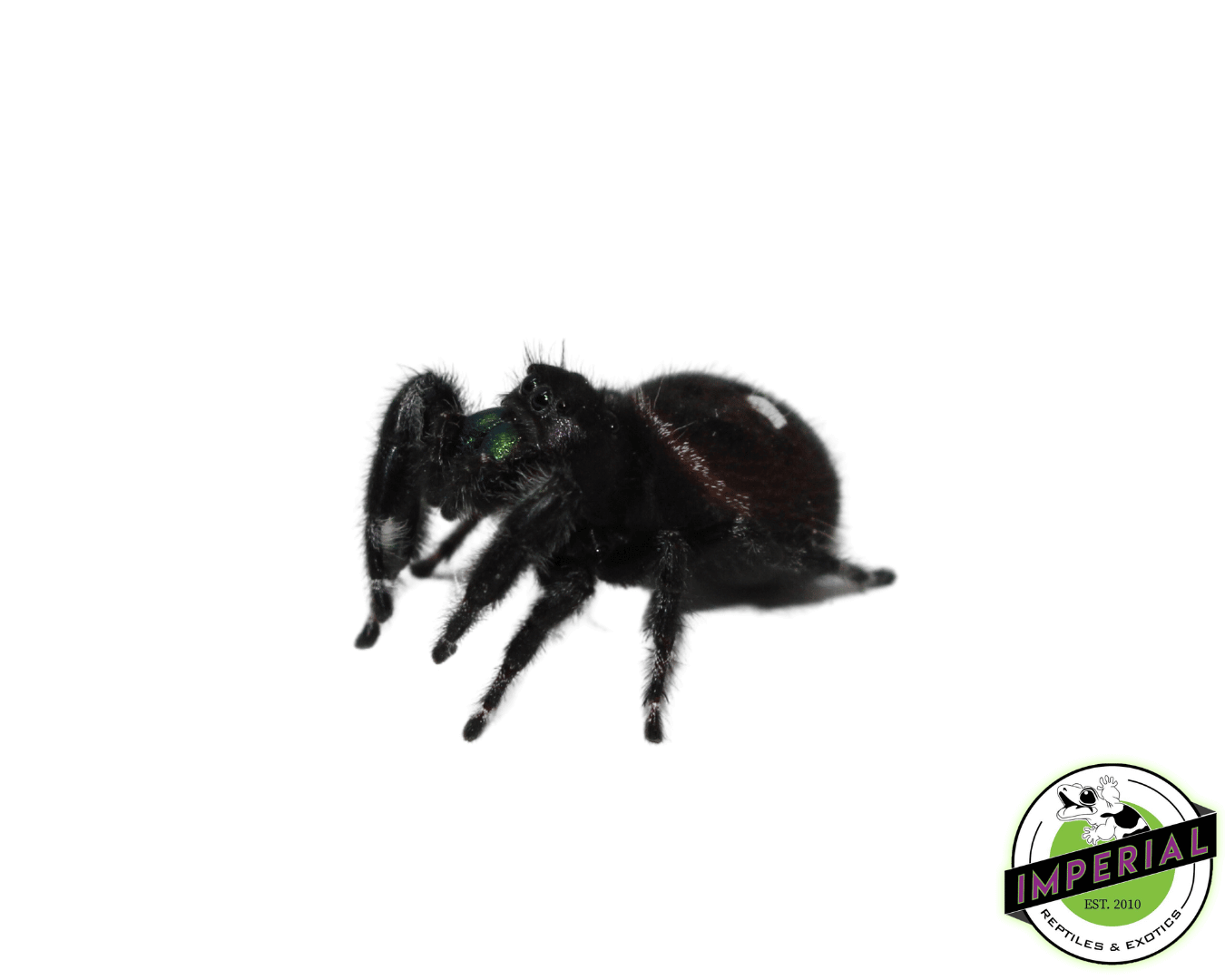 Bold Jumping Spider — image 2