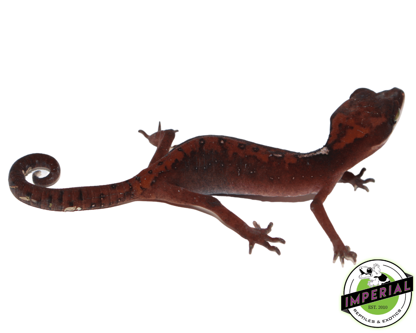 Borneo Cat Gecko Young Adult — image 2
