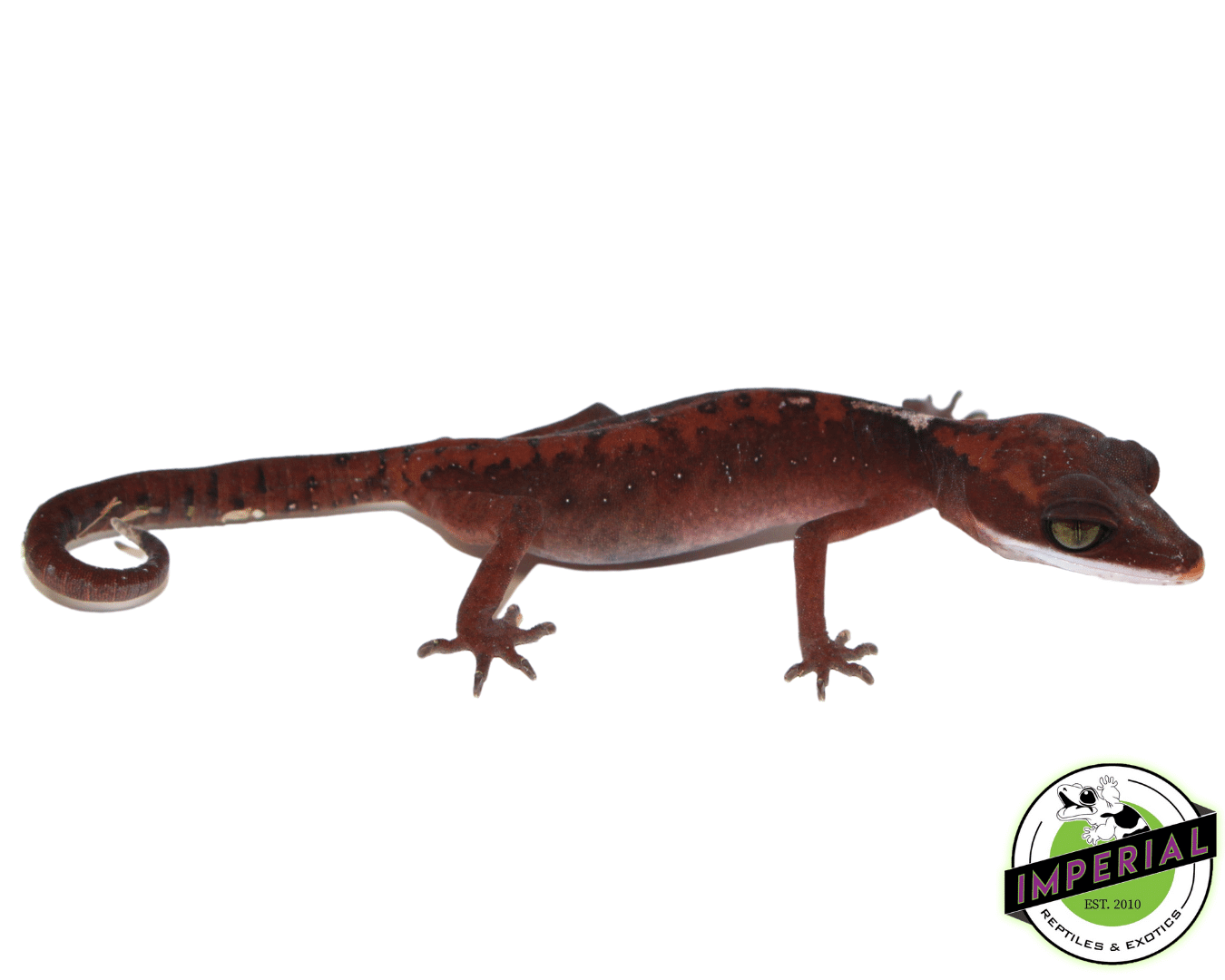 Borneo Cat Gecko Young Adult
