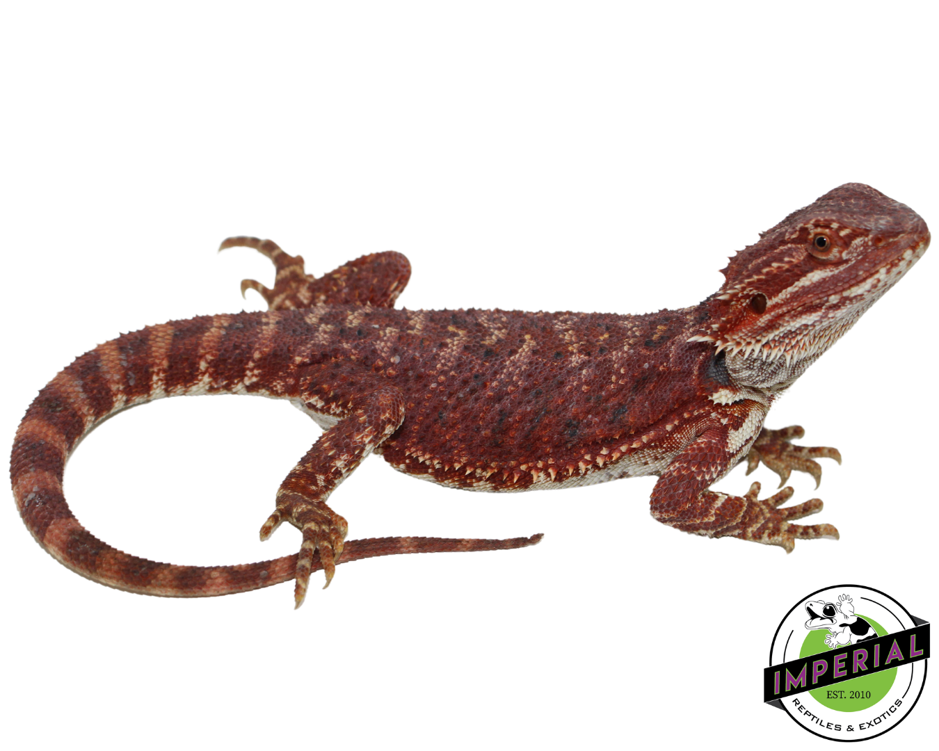 “Brick Red” Hypo Bearded Dragon Female (#21524-01) — image 2