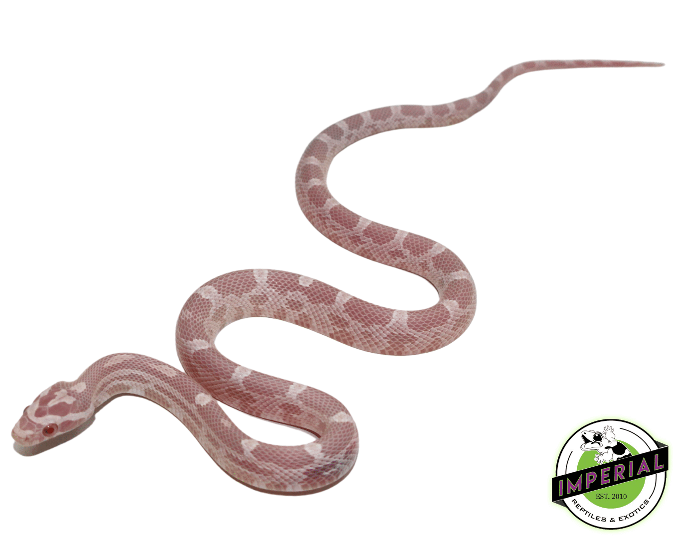 Bubblegum Snow Corn Snake Baby — image 2