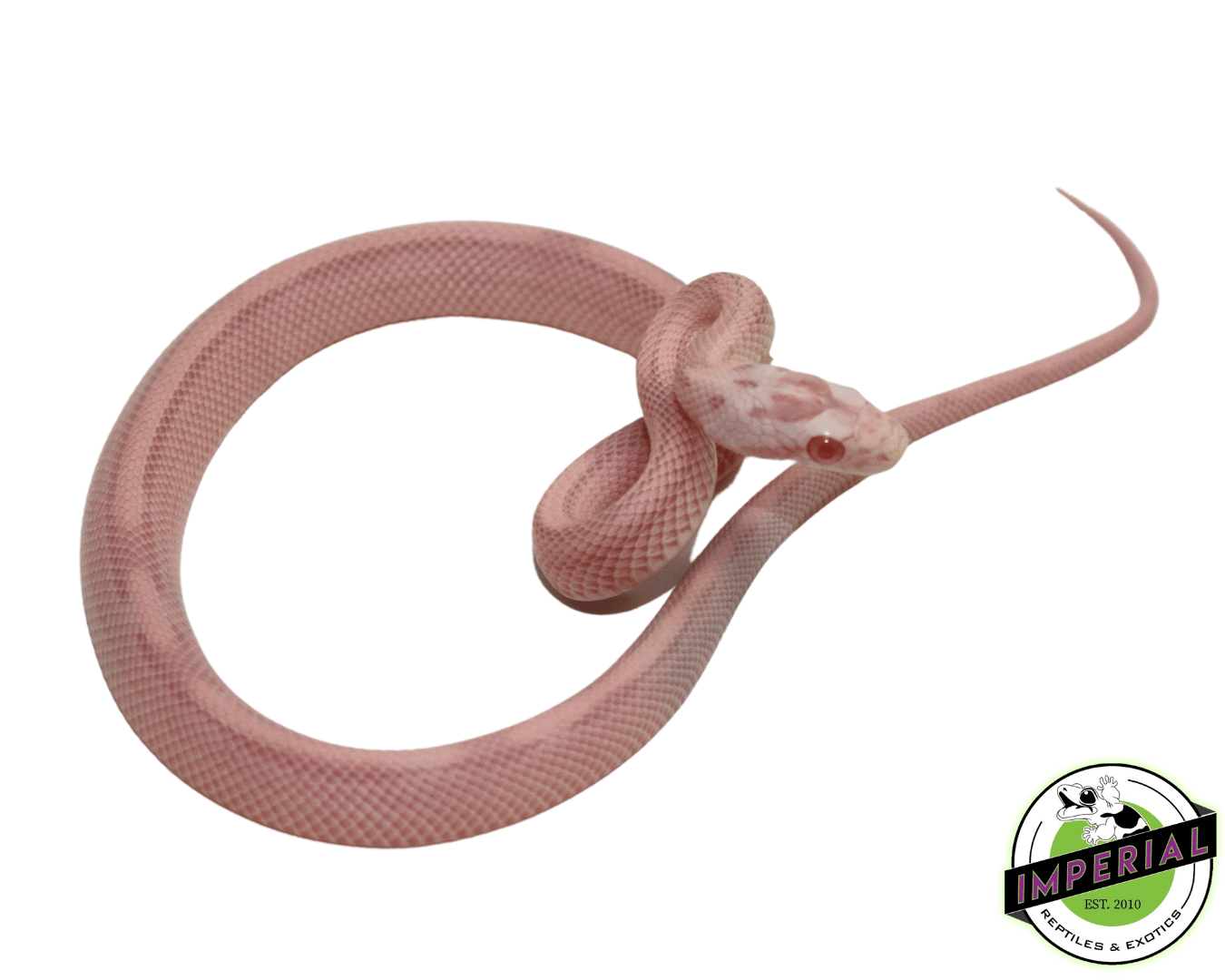 Bubblegum Snow Stripe Corn Snake Baby