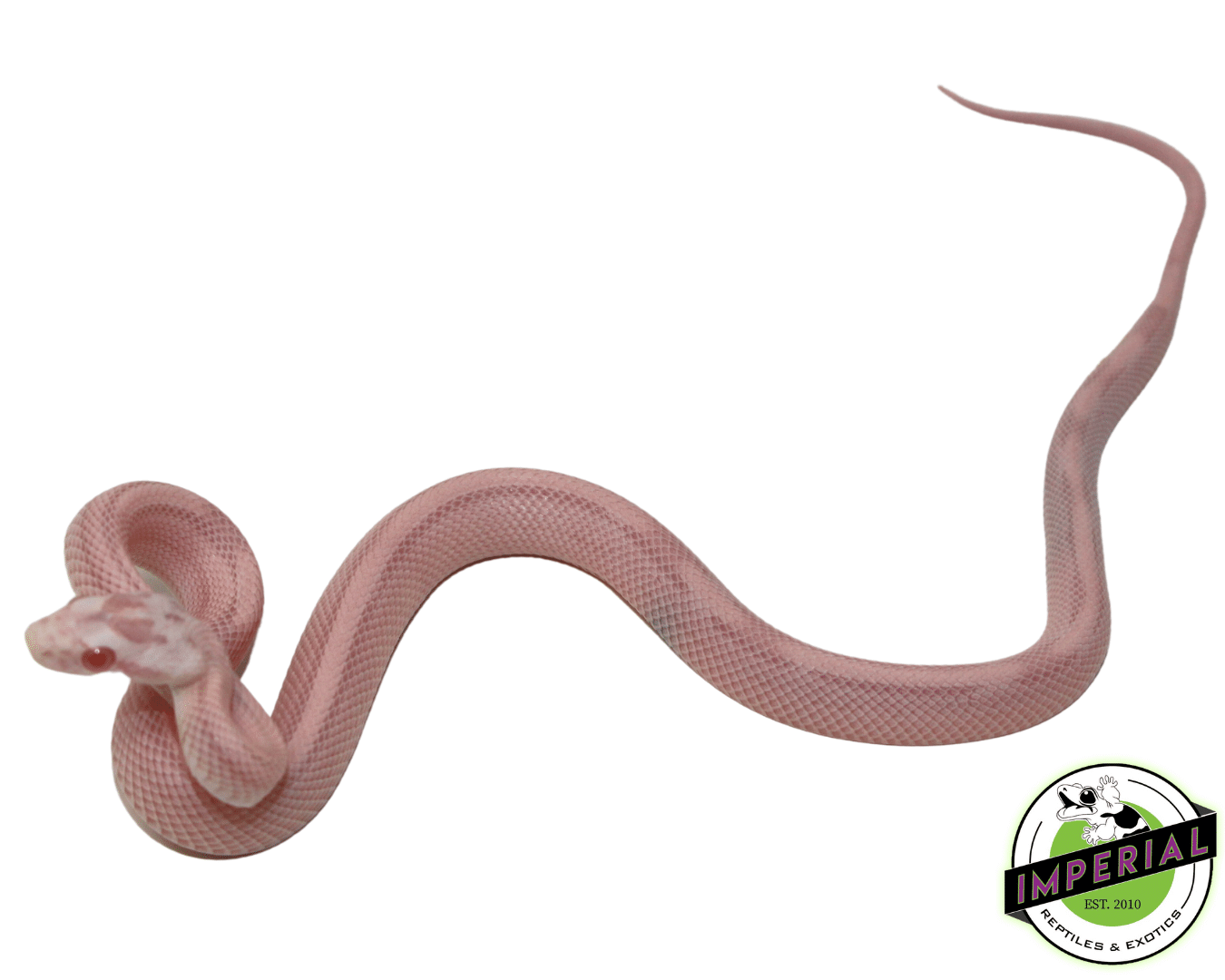 Bubblegum Snow Stripe Corn Snake Baby — image 2
