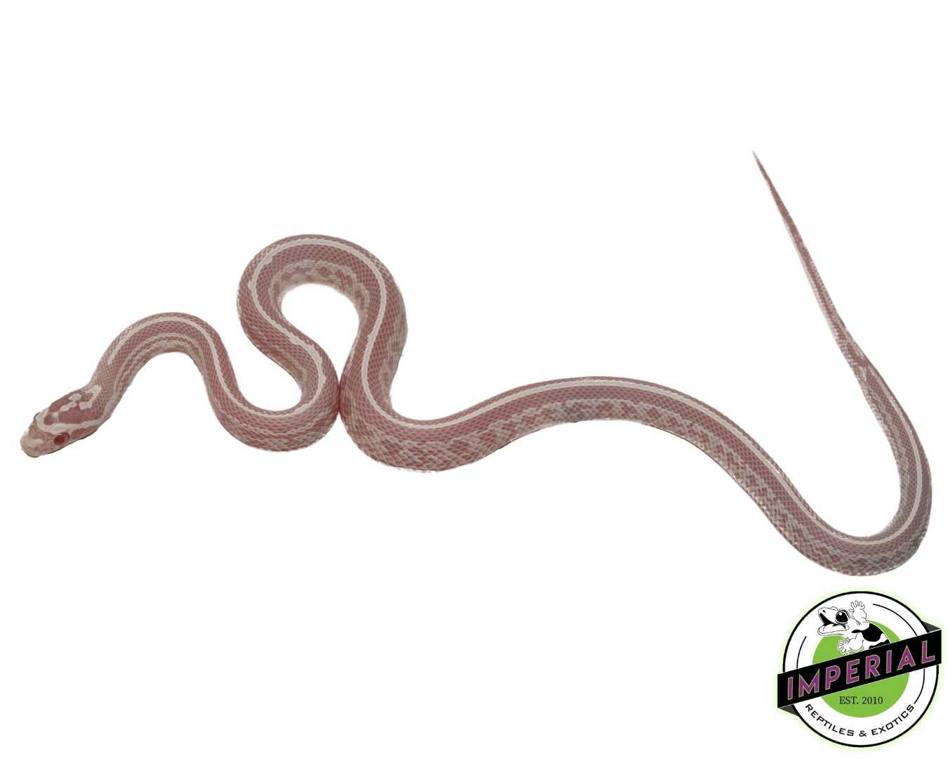 Bubblegum Snow Tessera Corn Snake Baby