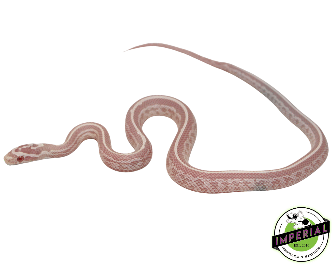 Bubblegum Snow Tessera Corn Snake Baby — image 2