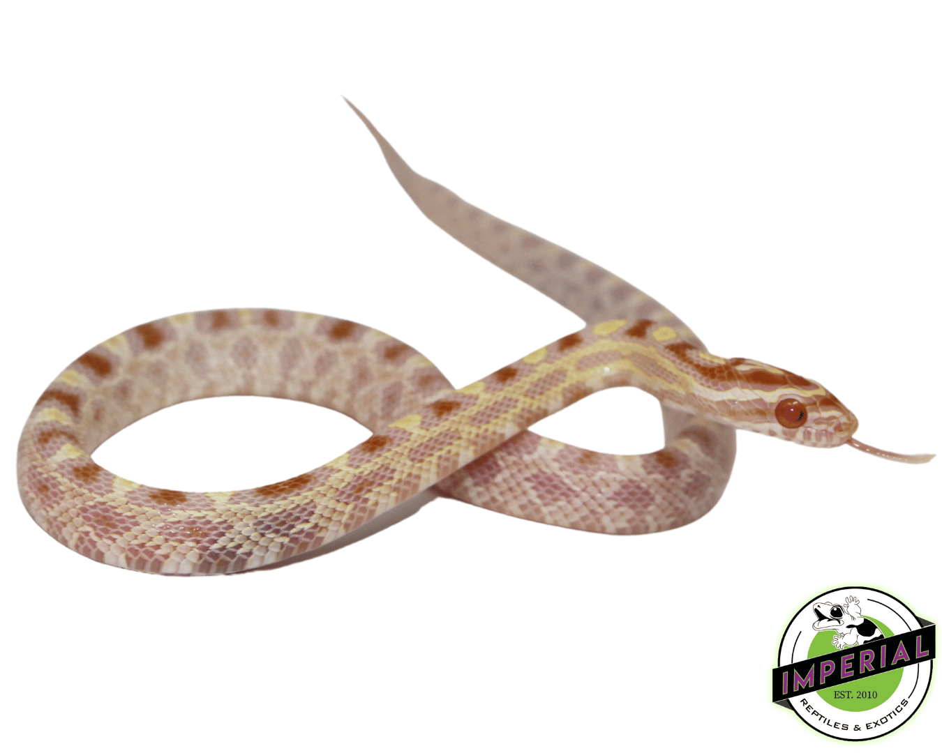 Butter Okeetee Corn Snake Baby — image 2