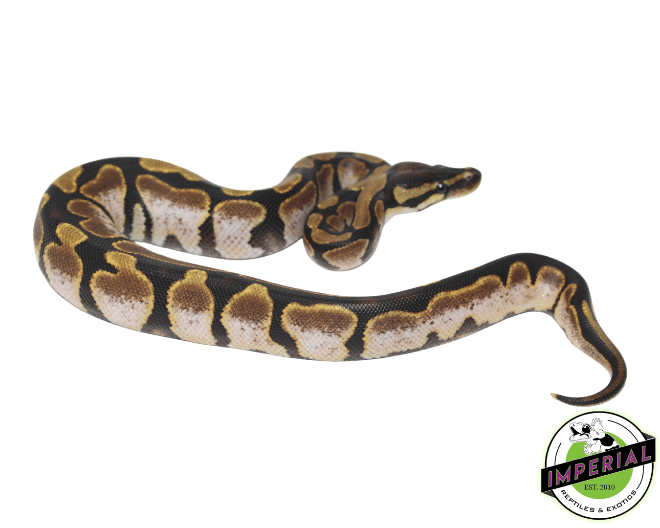 Calico Ball Python — image 2