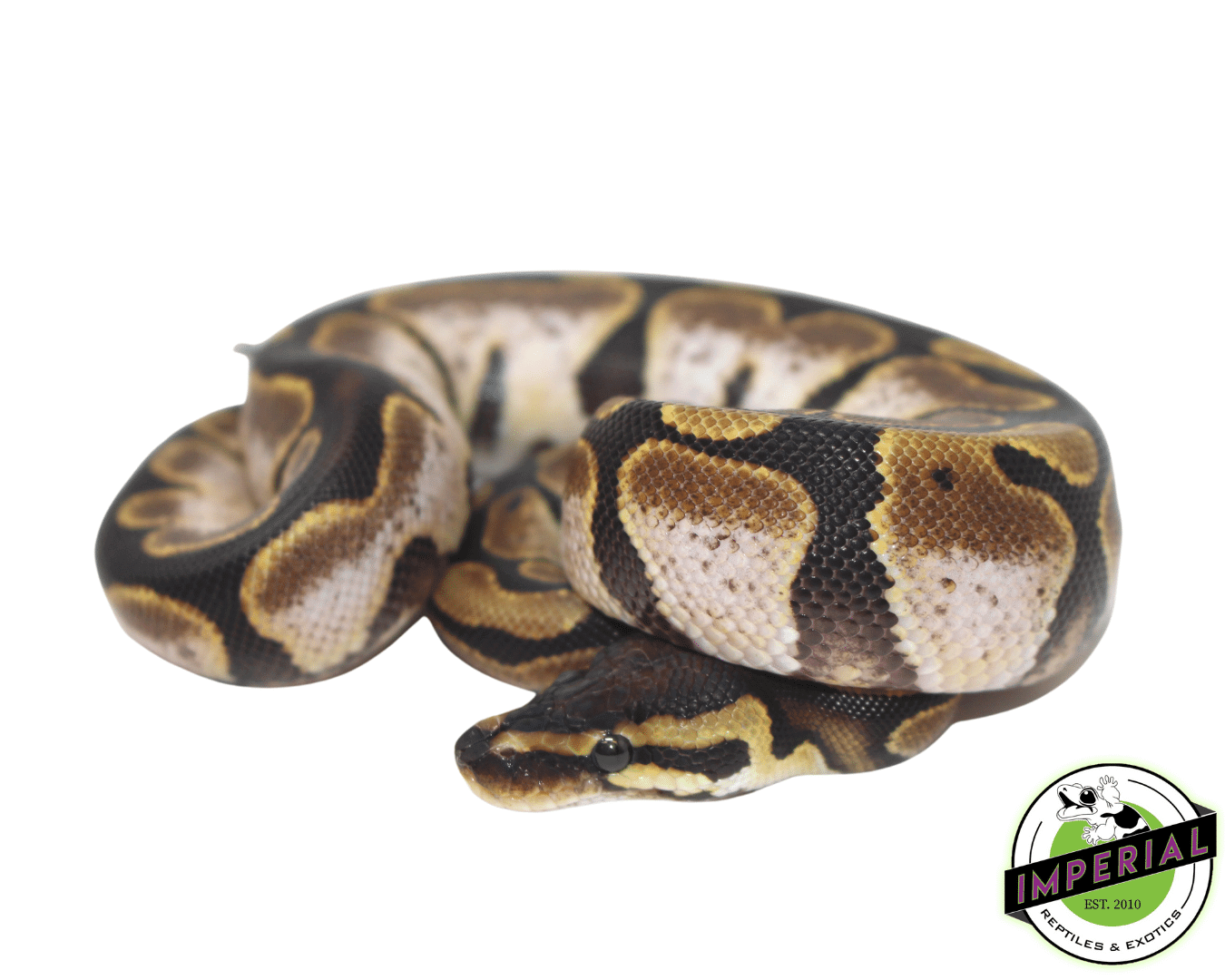 Calico Ball Python