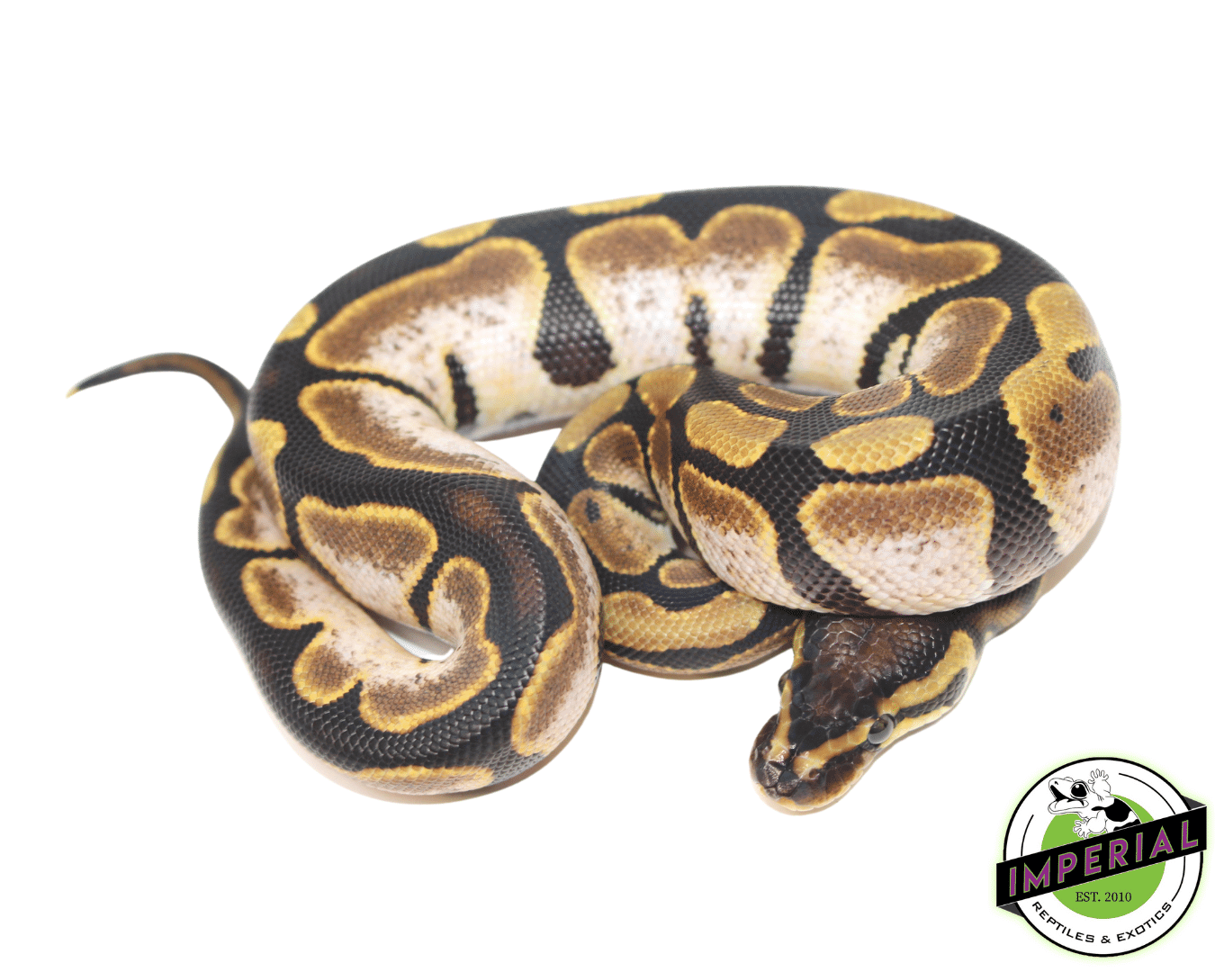 Calico Ball Python — image 3