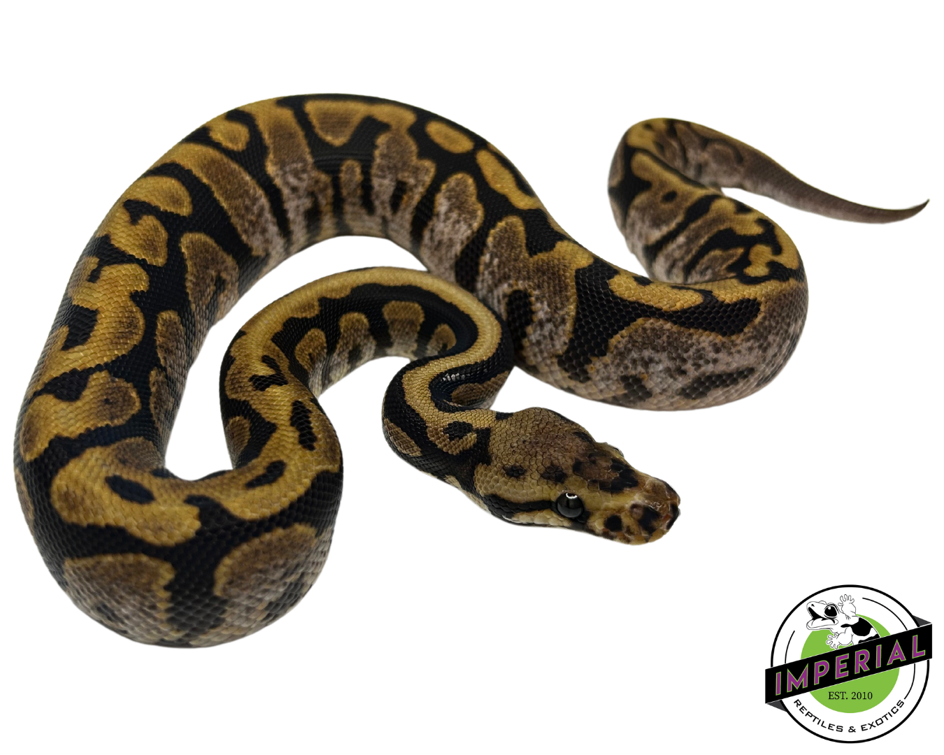 Calico Spotnose Ball Python — image 2