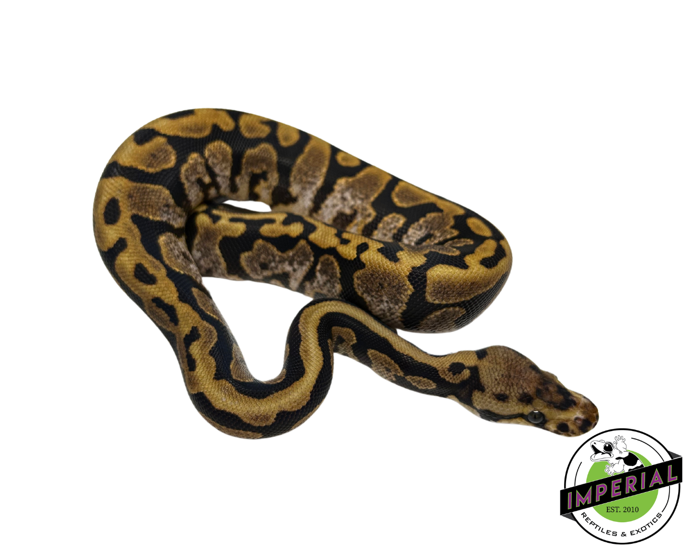 Calico Spotnose Ball Python — image 3