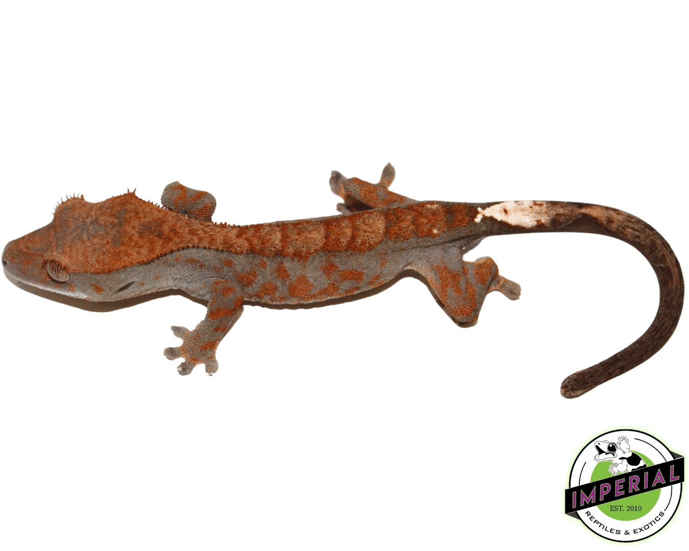 Cappucino Crested Gecko Baby (#12324-08) — image 2