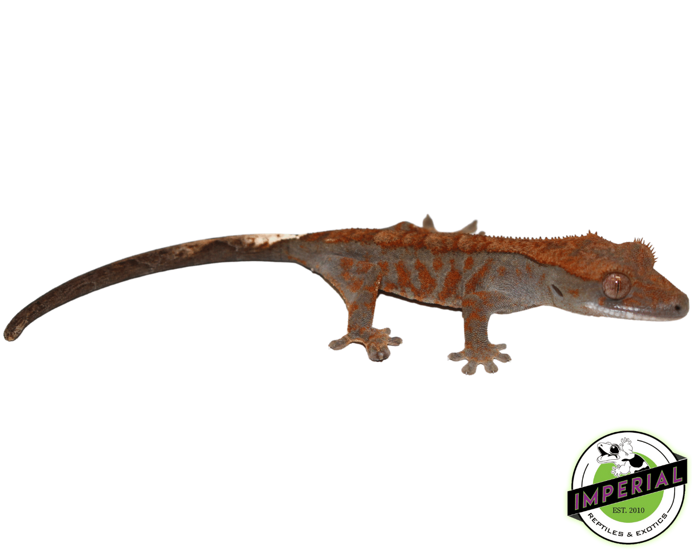 Cappucino Crested Gecko Baby (#12324-08)