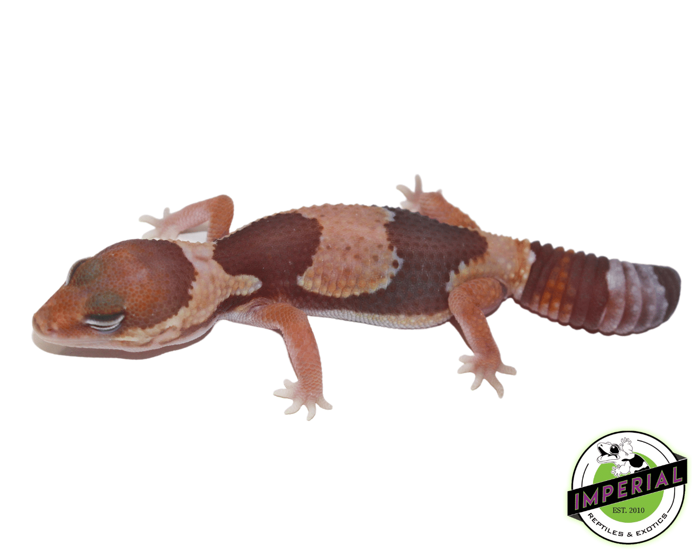 Caramel Albino Jungle African Fat Tail Gecko (#61523-06)