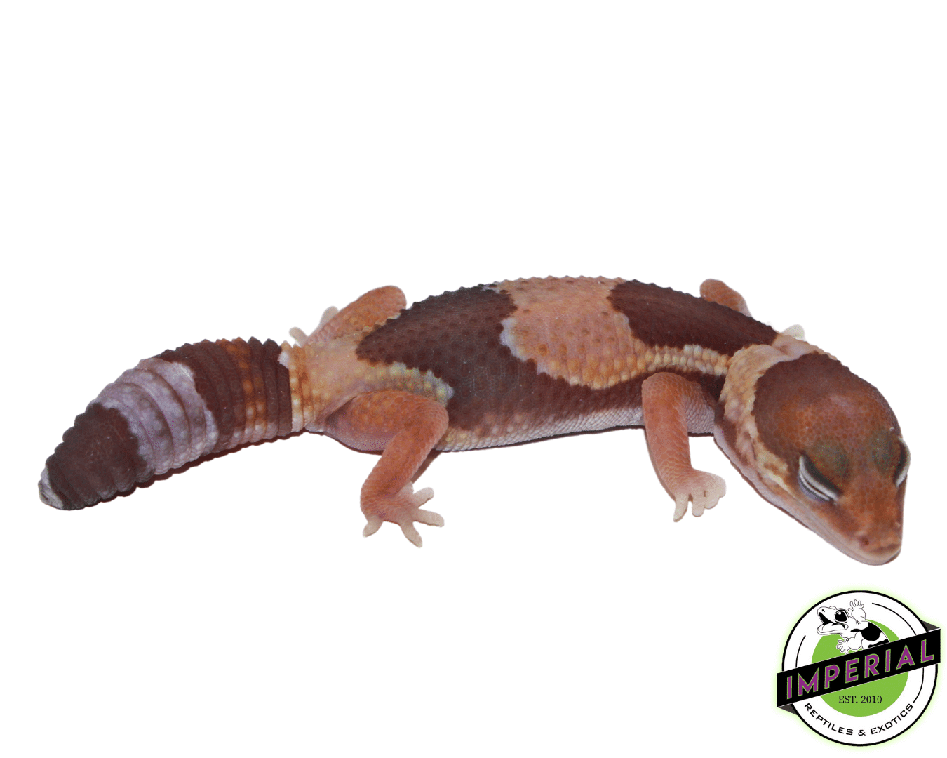 Caramel Albino Jungle African Fat Tail Gecko (#61523-06) — image 2