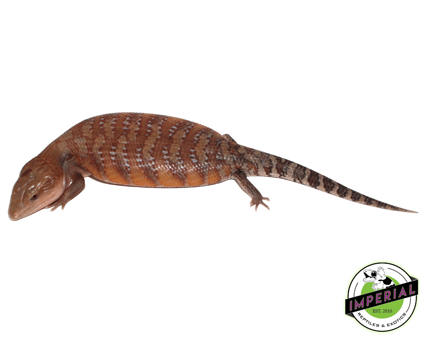 Caramel Northern Blue Tongue Skink Baby — image 2
