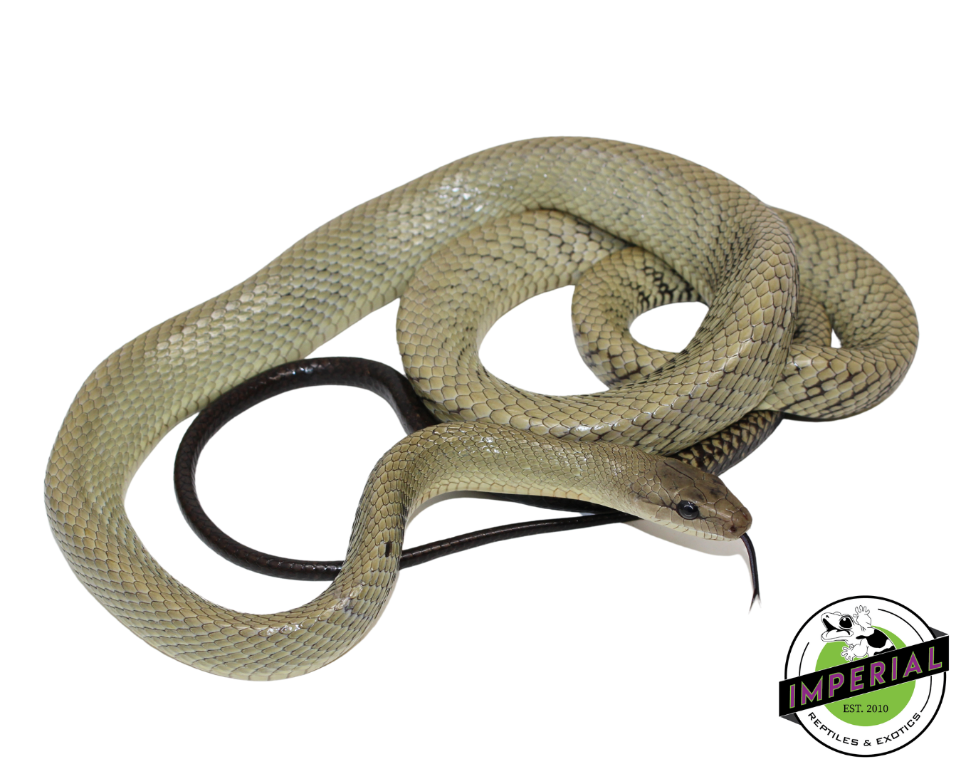 Celebes Black-Tailed Ratsnake Male (#21224-02) — image 2