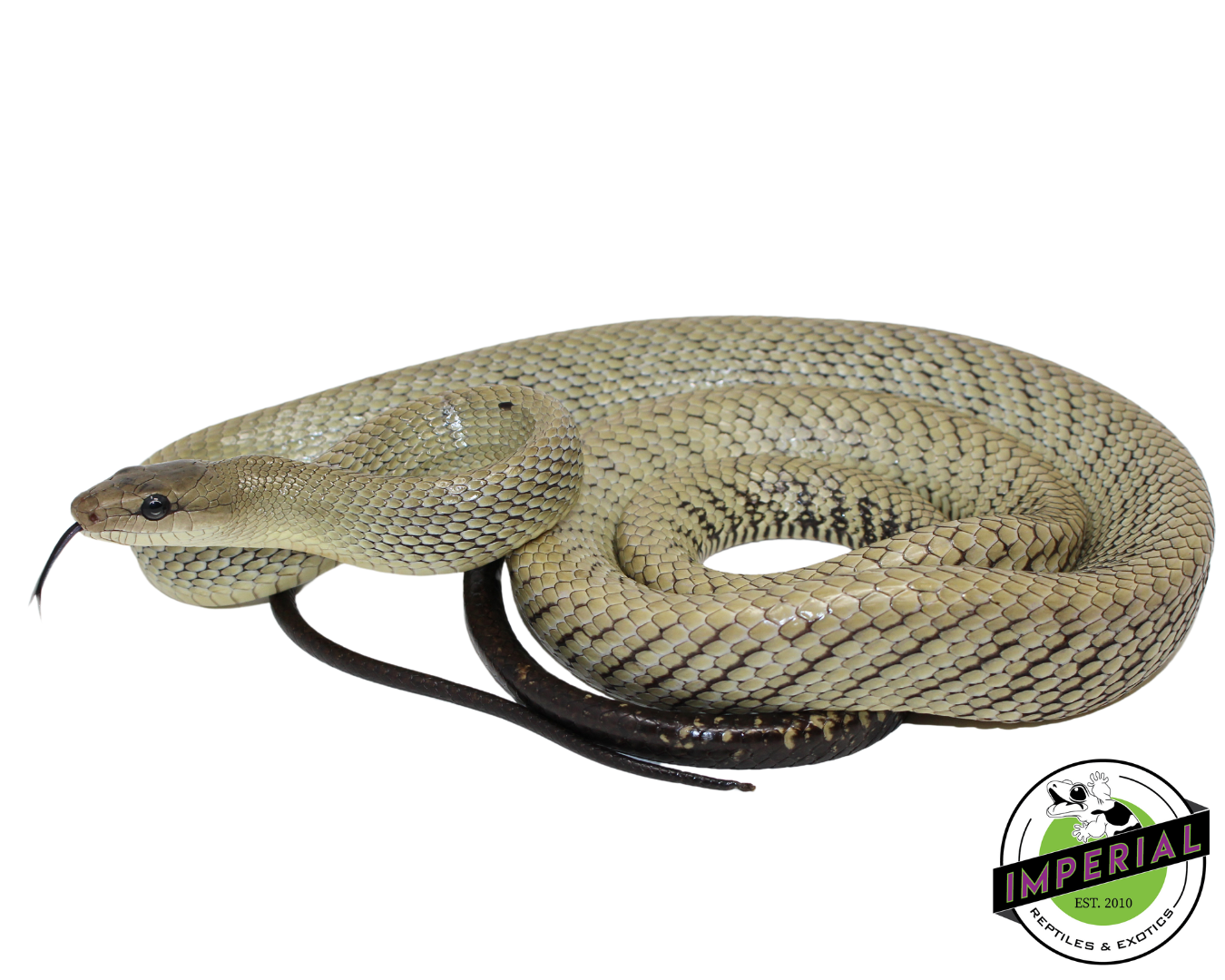 Celebes Black-Tailed Ratsnake Male (#21224-02) — image 3