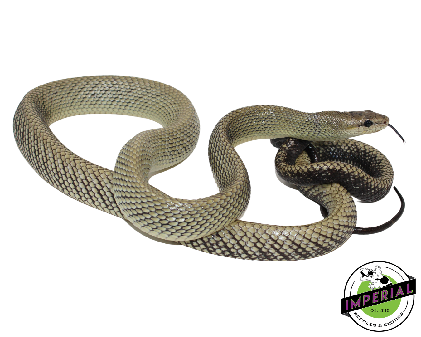 Celebes Black-Tailed Ratsnake Pair (#21224-01) — image 2