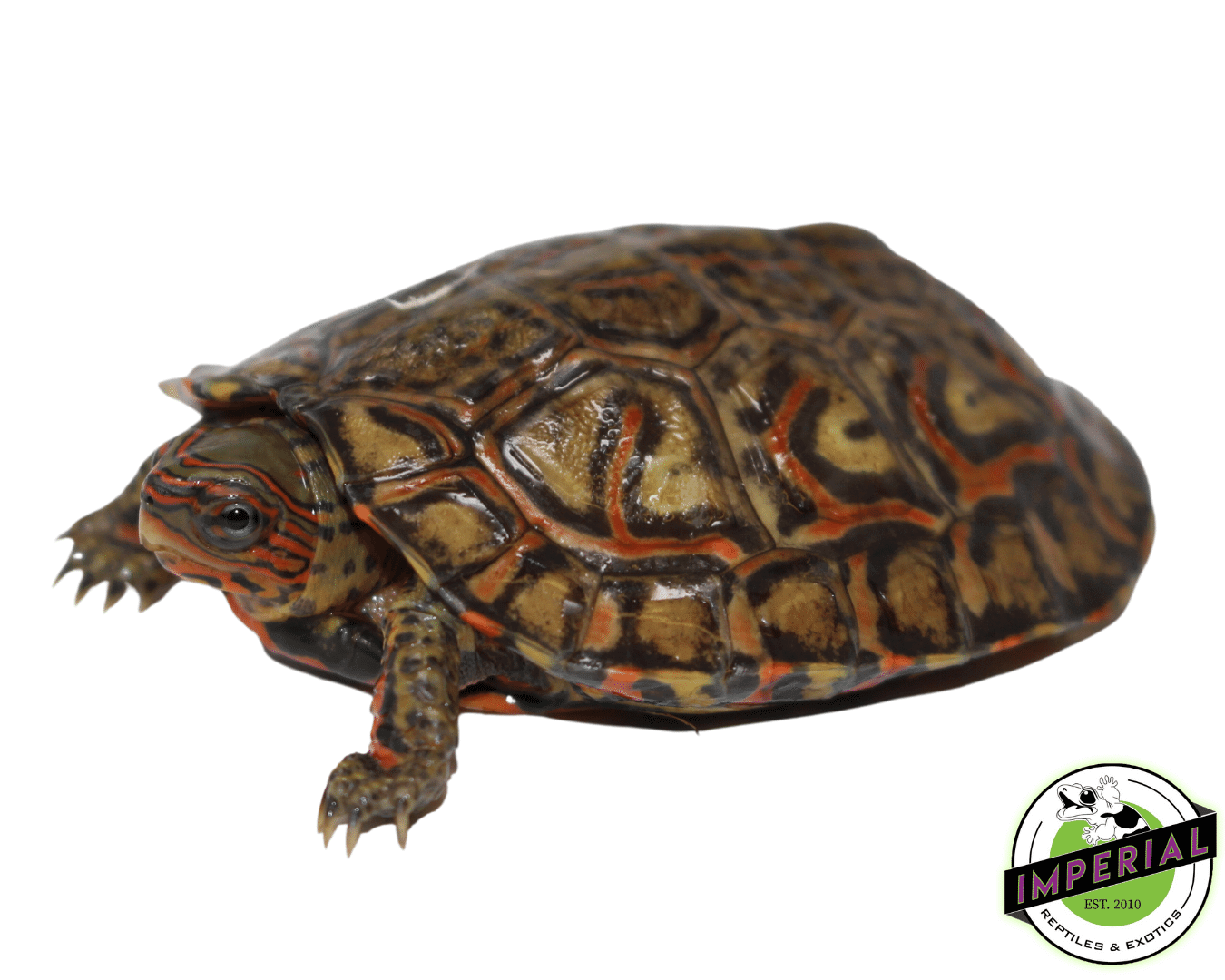 Central American Wood Turtle Baby