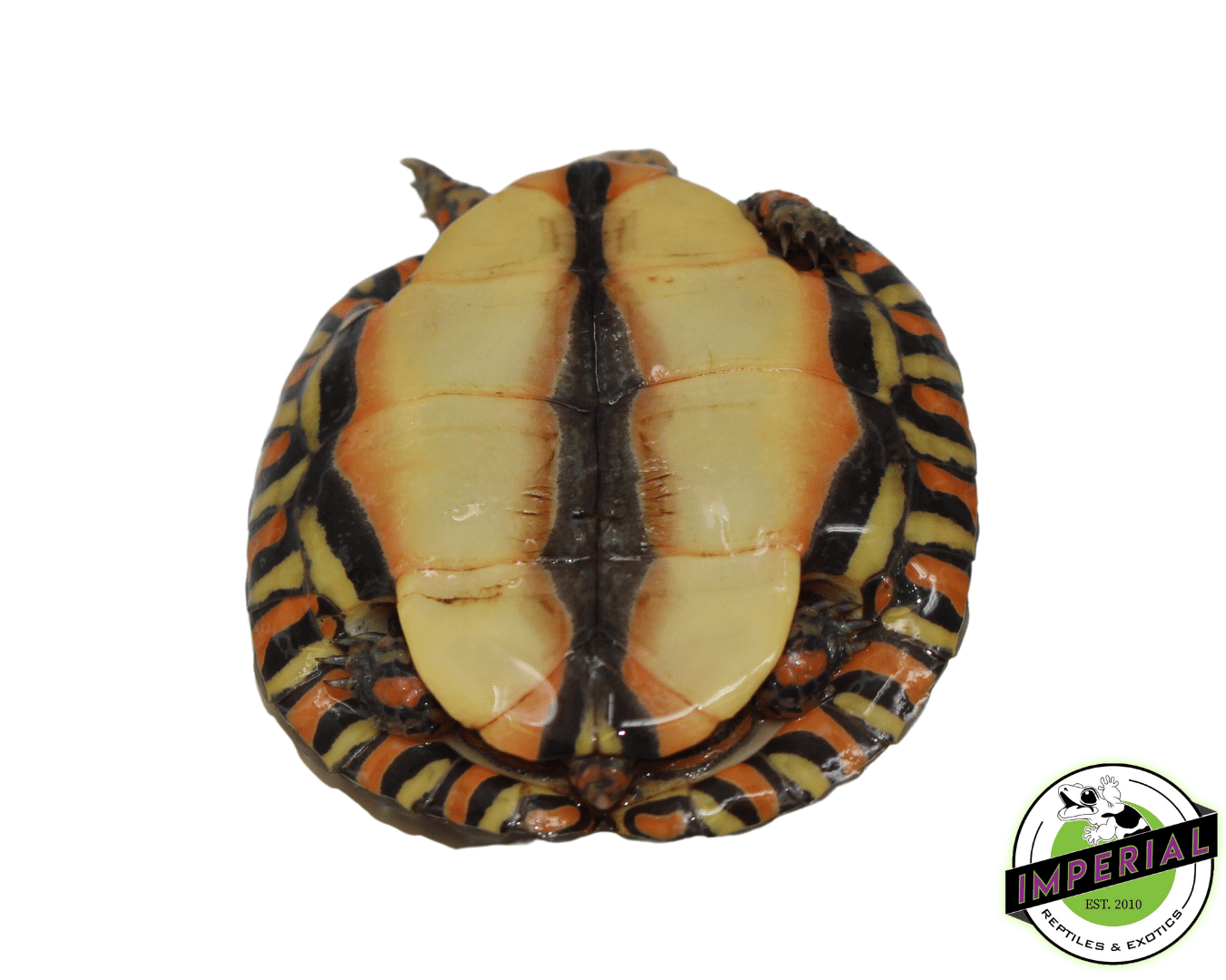 Central American Wood Turtle Baby — image 2