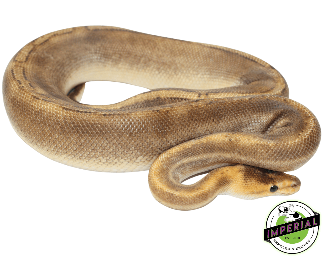 Champagne Ball Python Adult