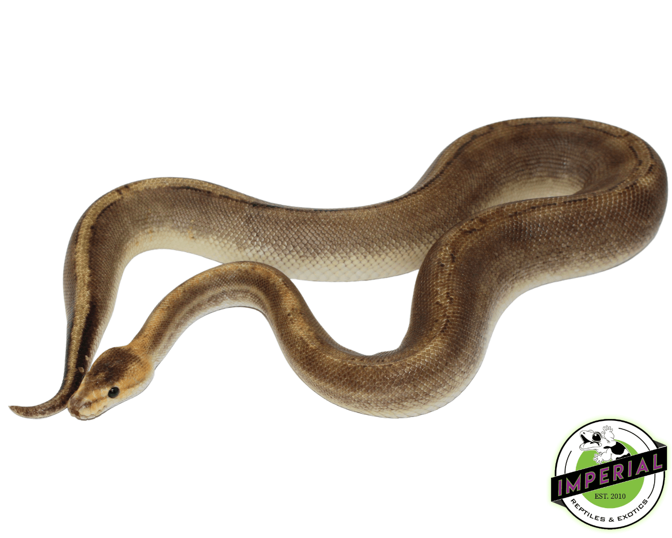 Champagne Ball Python Adult — image 2