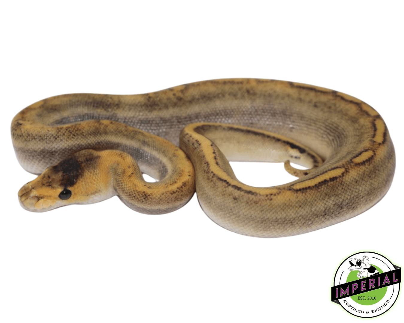 Champagne Ball Python