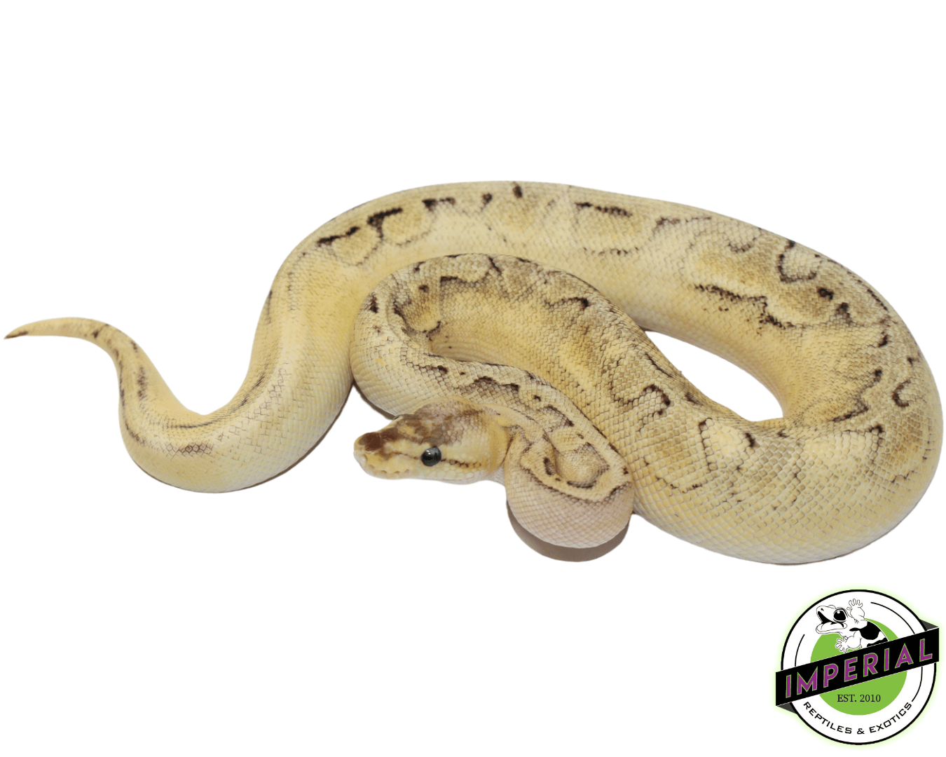 Champagne Enchi Ball Python — image 2