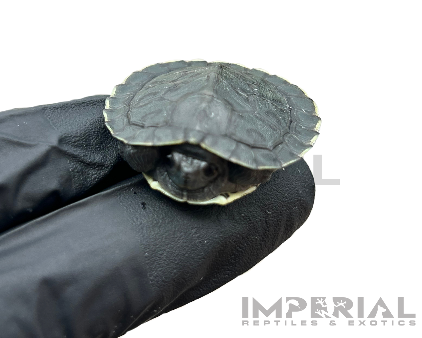 Charcoal Red Ear Slider Turtle Baby — image 2