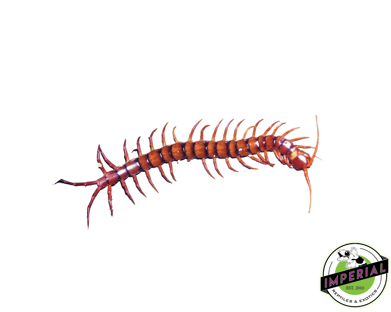 Cherry Bomb Centipede (Scolopendra dehaani)