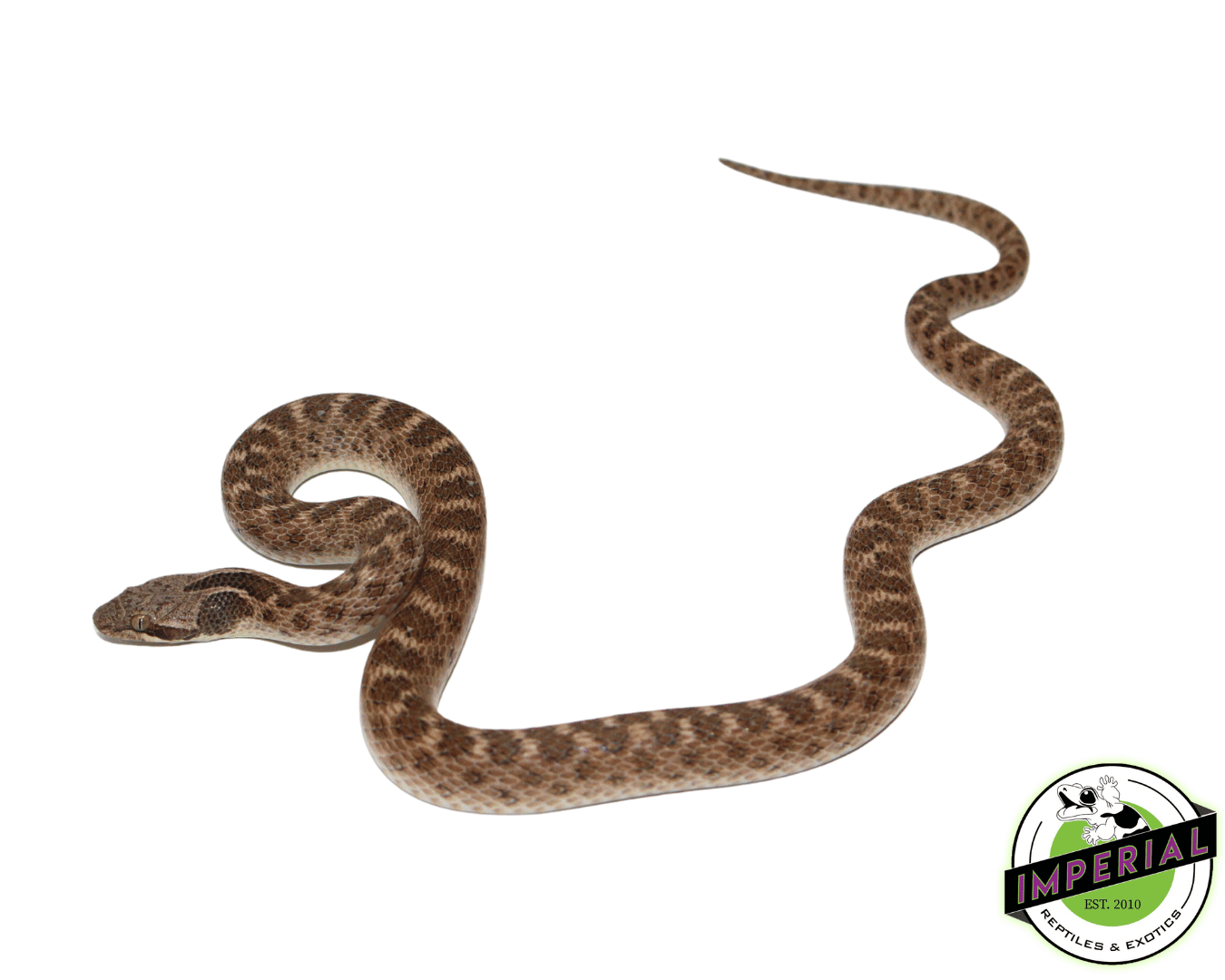 Chihuahuan Nightsnake