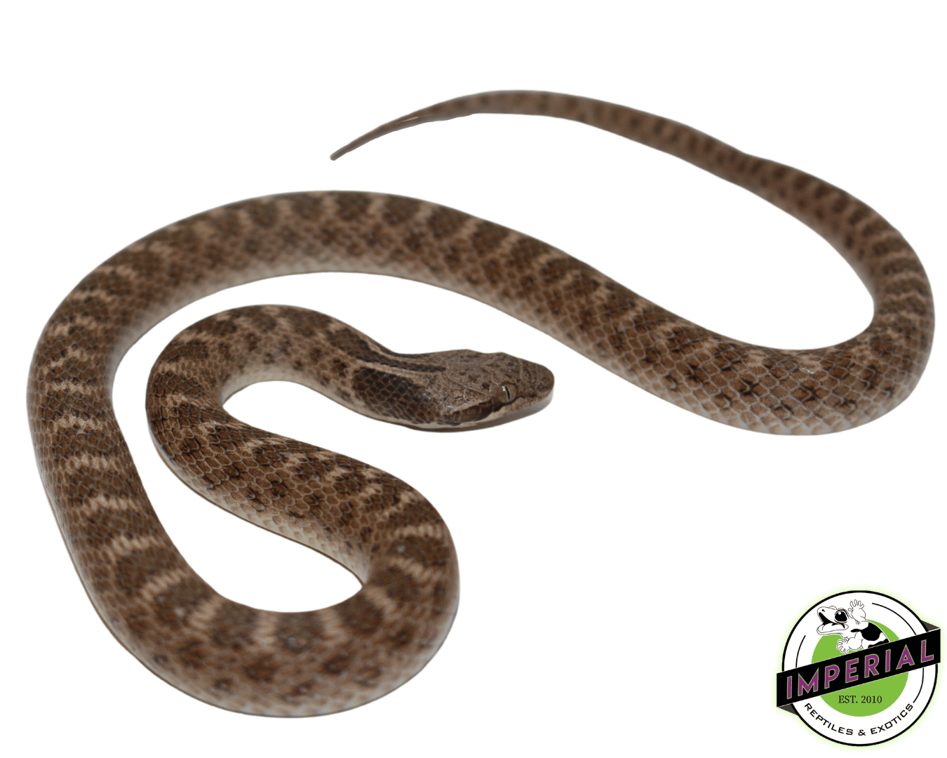 Chihuahuan Nightsnake — image 2