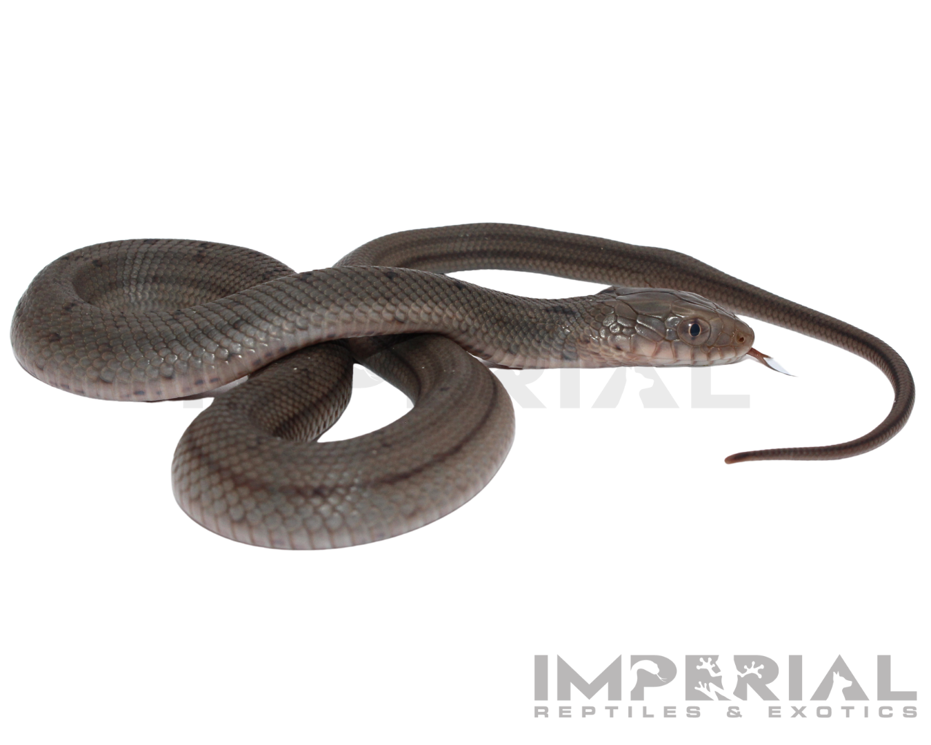 Chinese King Rat Snake Baby — image 2