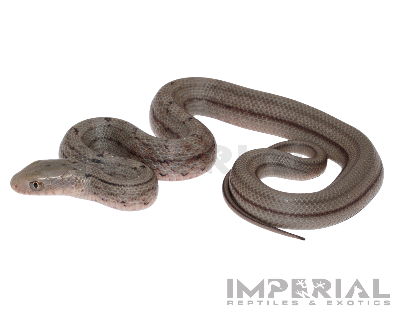 Chinese King Rat Snake Baby — image 3