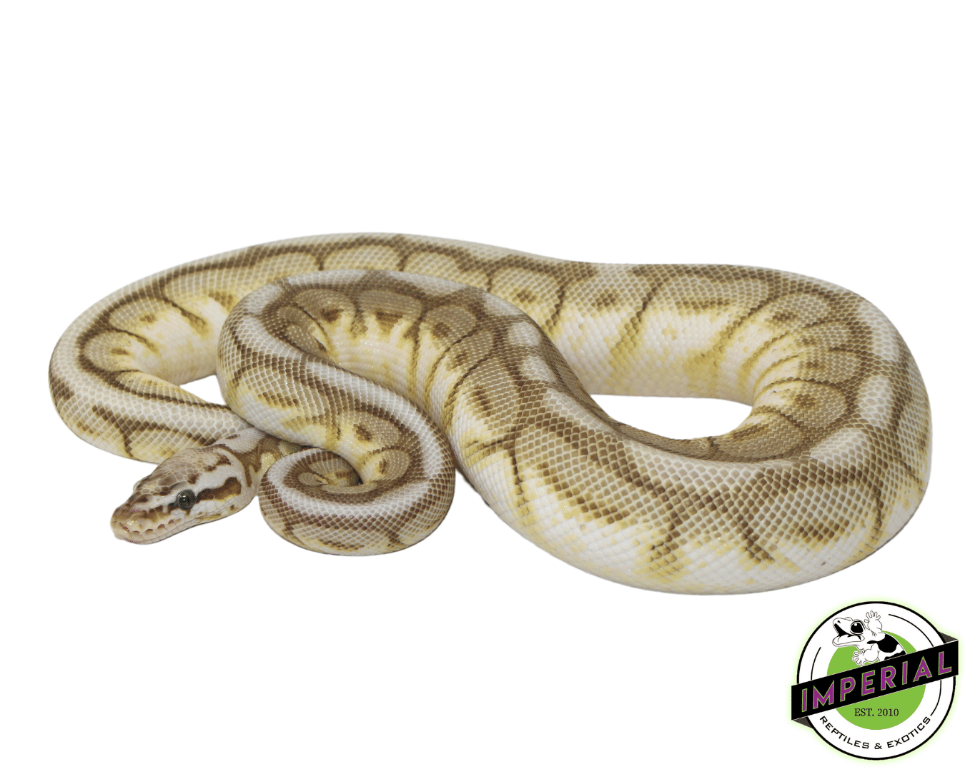 Chocolate Lesser Bee Ball Python Adult