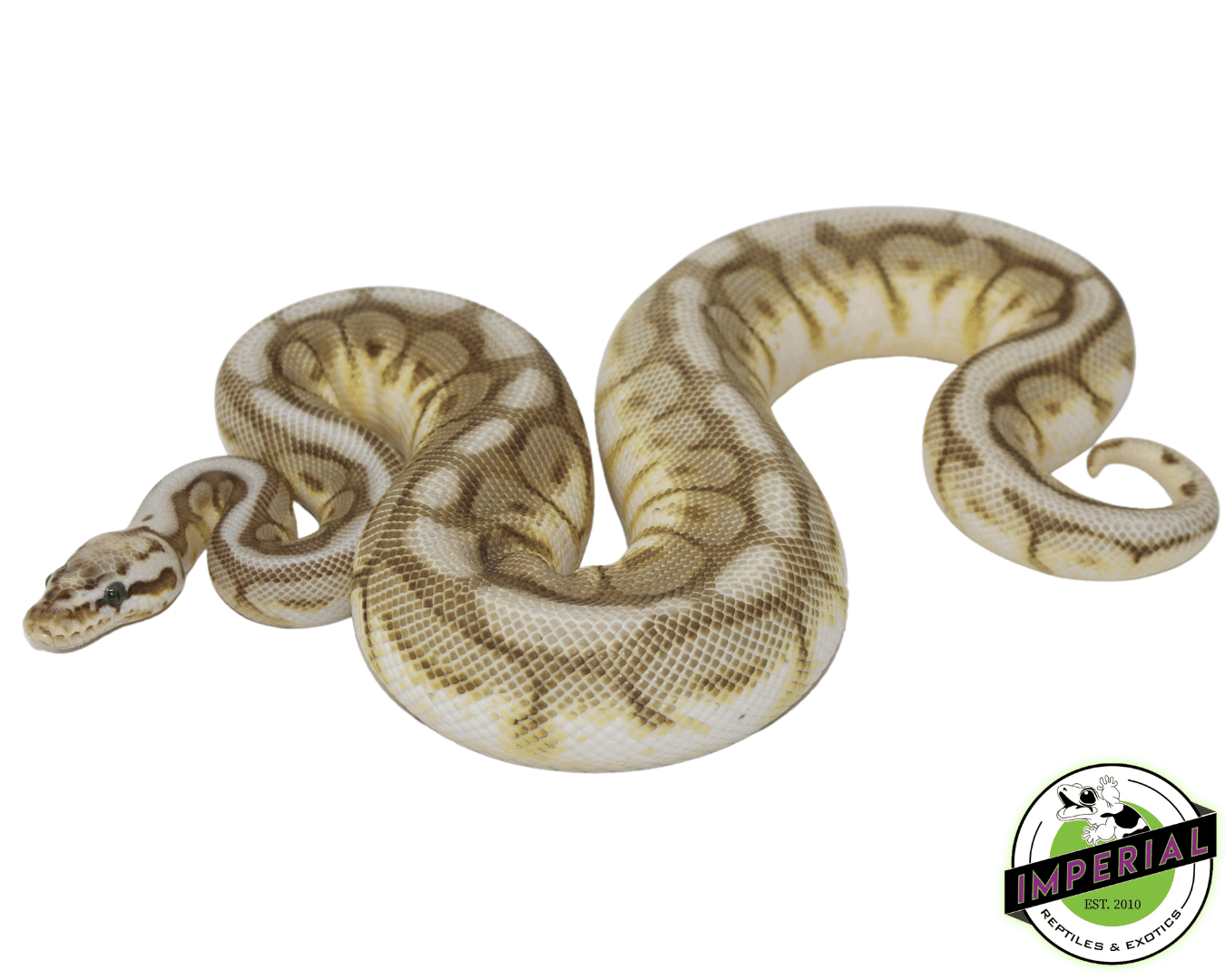 Chocolate Lesser Bee Ball Python Adult — image 2