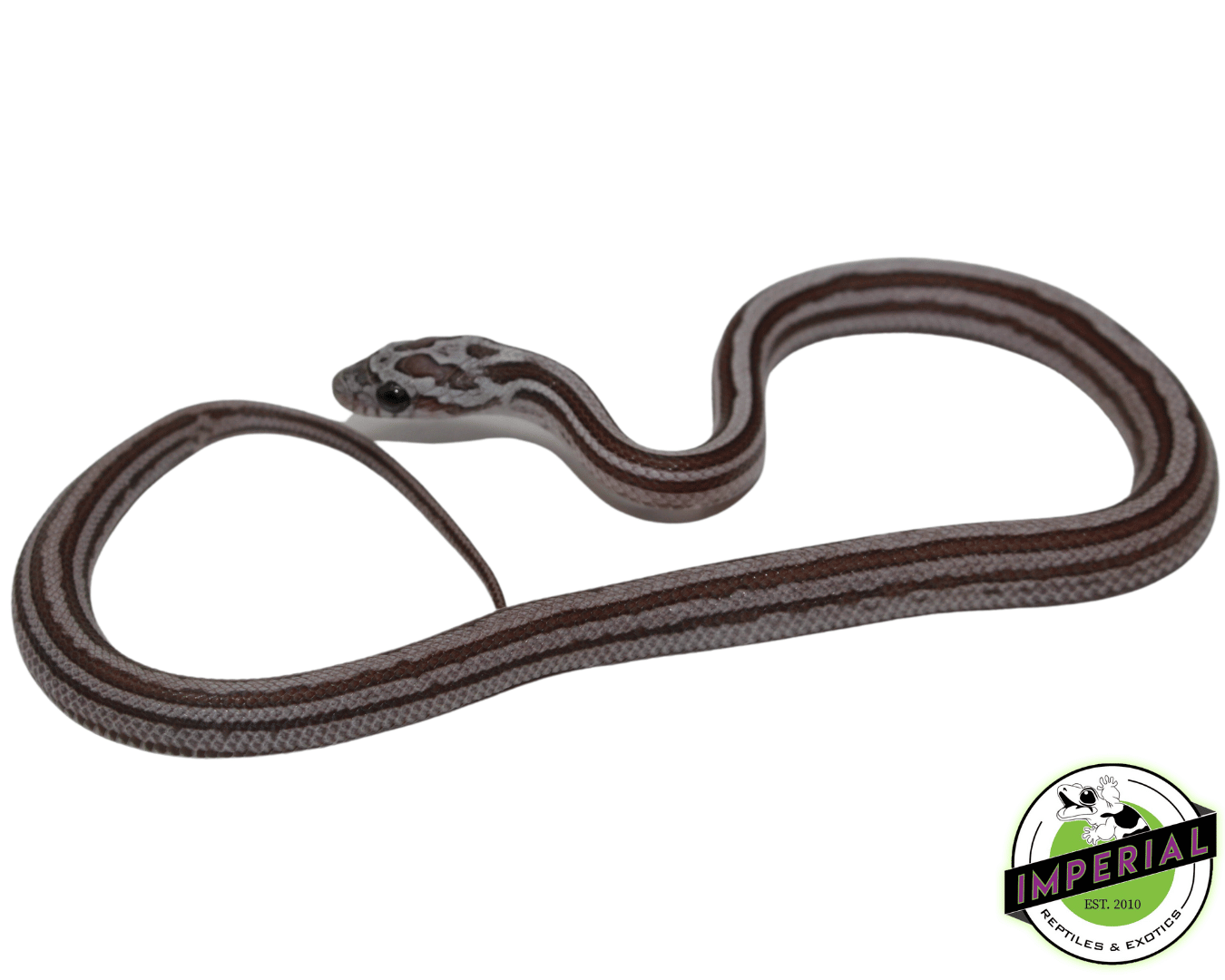 Cinder Motley Tessera Corn Snake Baby — image 2