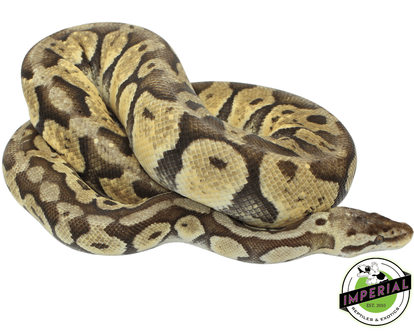 Citrus Ball Python Adult