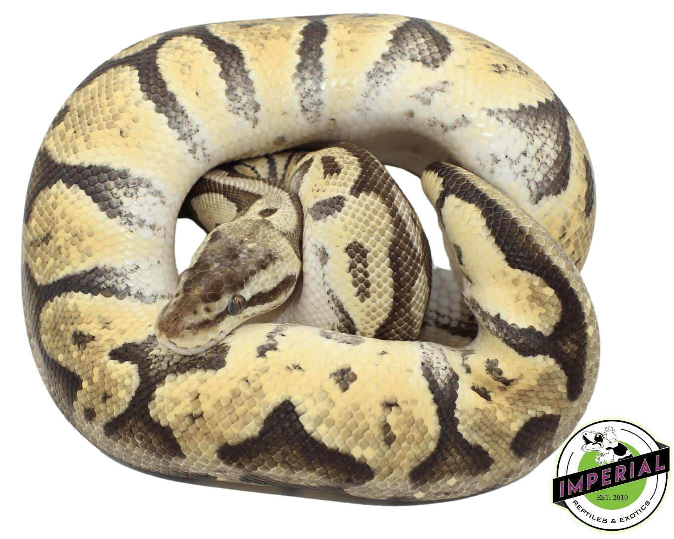 Citrus Ball Python Adult — image 2