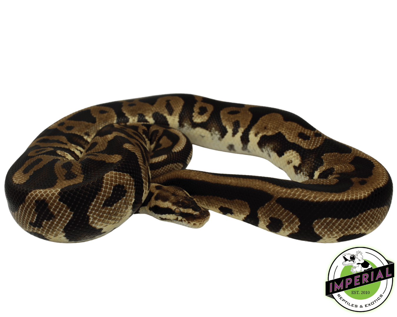 Citrus Leopard Ball Python Adult