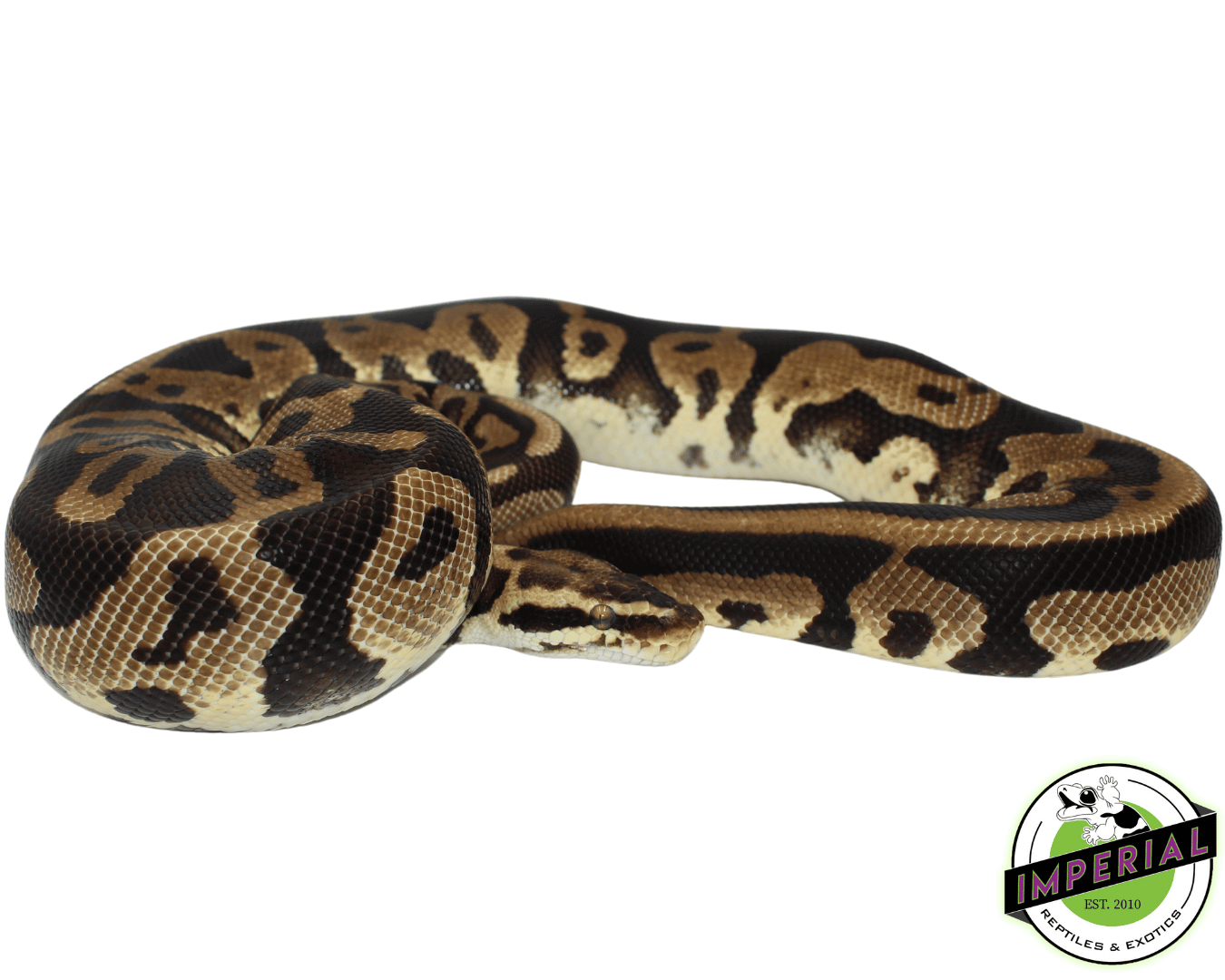 Citrus Leopard Ball Python Adult — image 2