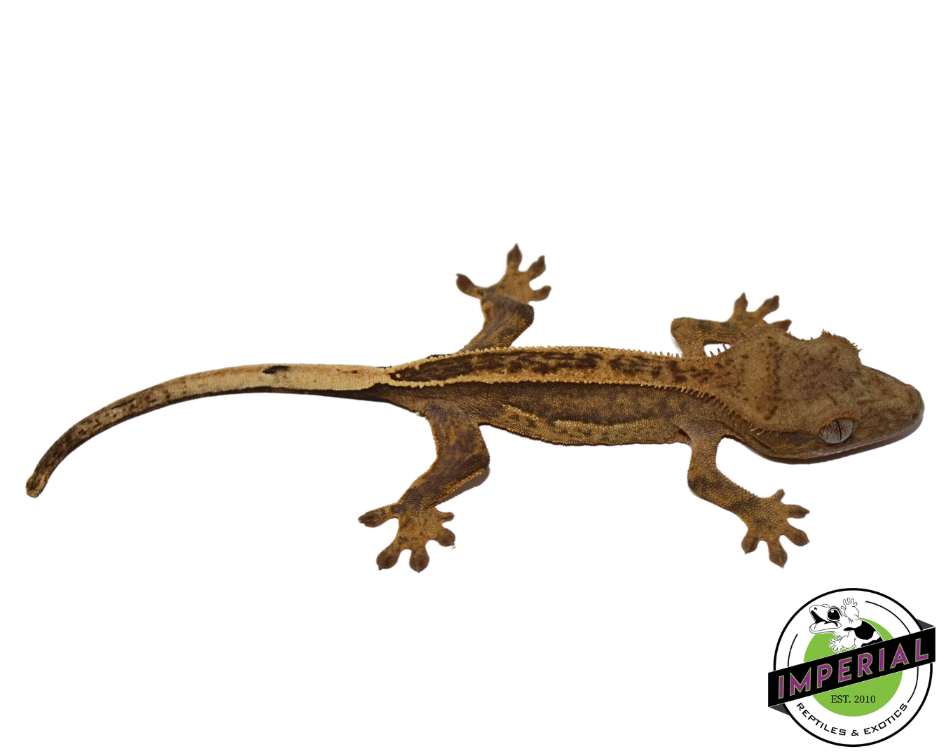 Citrus Pinstripe Crested Gecko (#112524-19)
