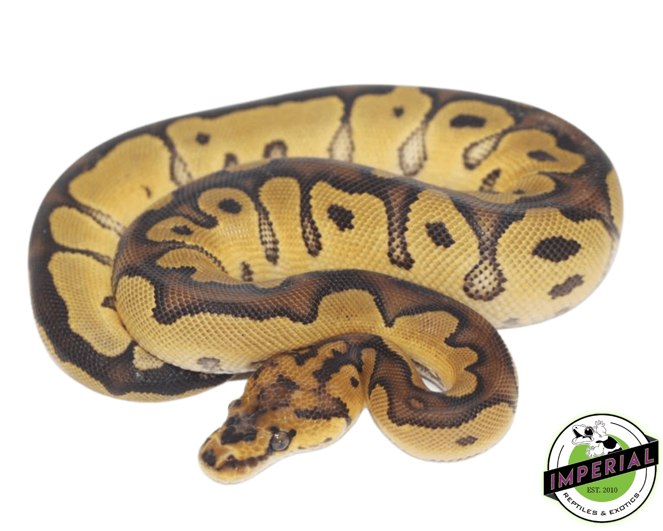 Clown Ball Python