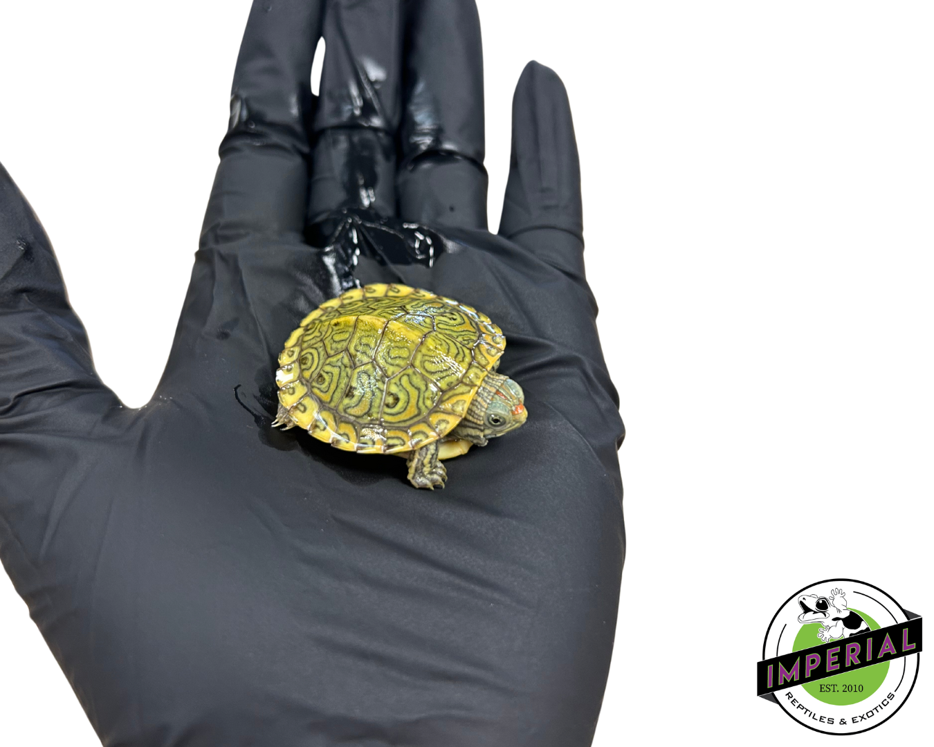 Clown Red Ear Slider Turtle Baby