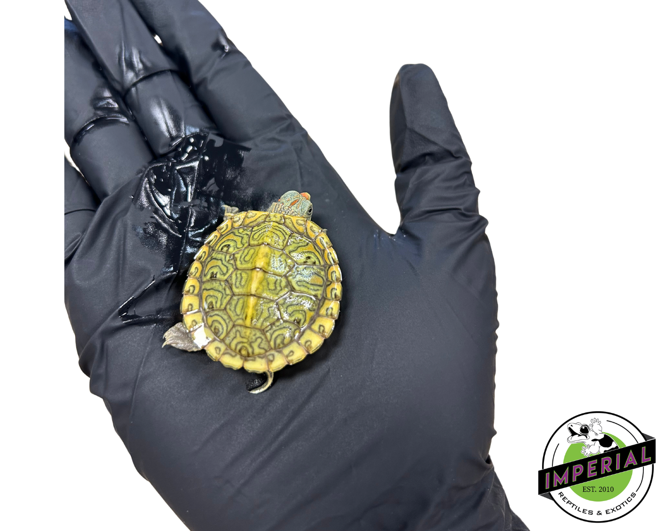 Clown Red Ear Slider Turtle Baby — image 3
