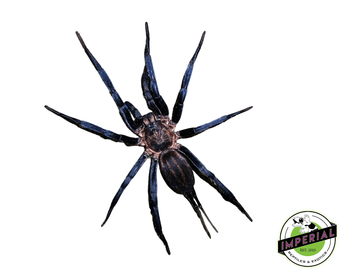 Colombian Blue Funnel-Web Spider (Linothele megatheloides)